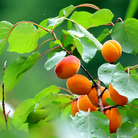 Morela Robada START PACK