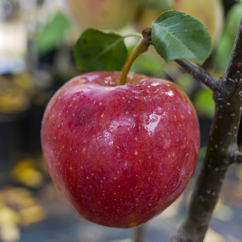 Jabłoń kolumnowa Promyk Słońca