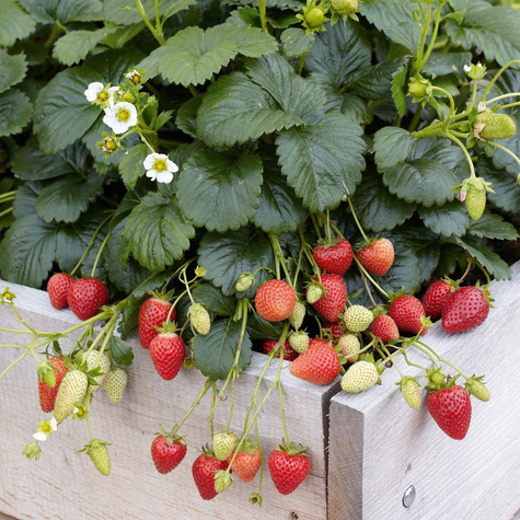 Truskawka San Andreas pnąca wisząca powtarzająca FRIGO