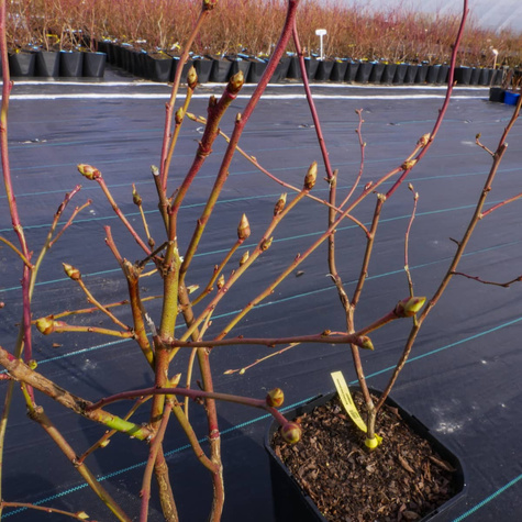 Borówka amerykańska JERSEY średniowczesna