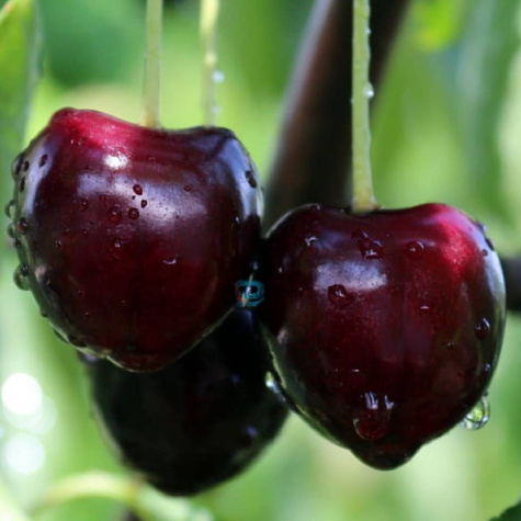 Czereśnia Narana w doniczce