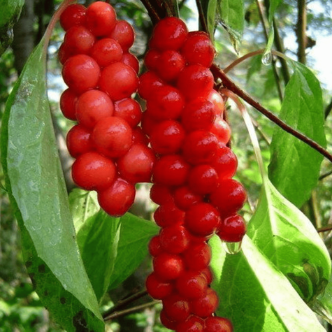 Cytryniec chiński Sadova jagody wiecznej młodości (C2)