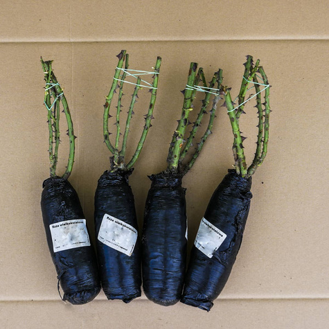 Róża wielkokwiatowa Aphrodite różowa balot