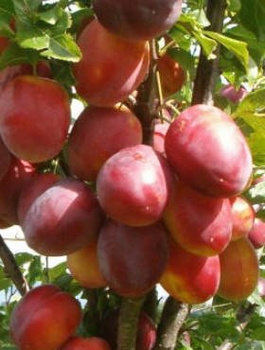 Śliwa Jerozolimka Brzoskwiniowa Renkloda Jerozolimka