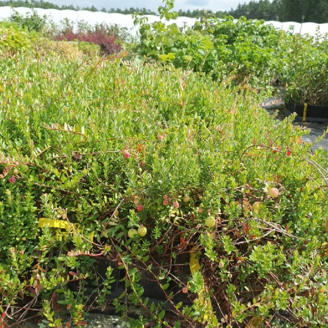 Żurawina wielkoowocowa Red Star ciemne owoce w doniczce