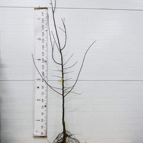 Śliwa Nierobaczywka Plant Pack