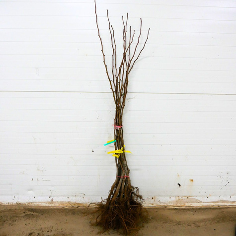 Grusza Paryżanka START PACK