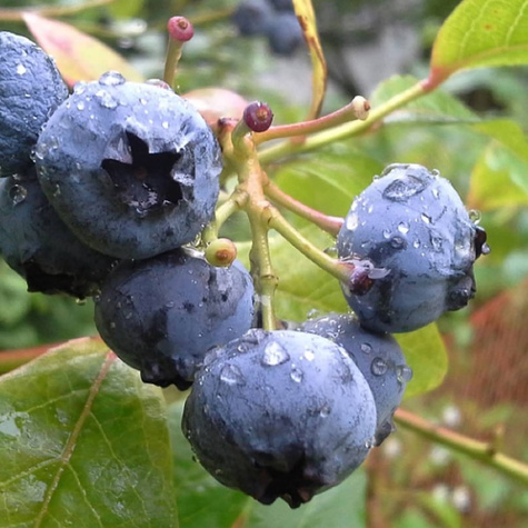 Borówka amerykańska Rubel w doniczce