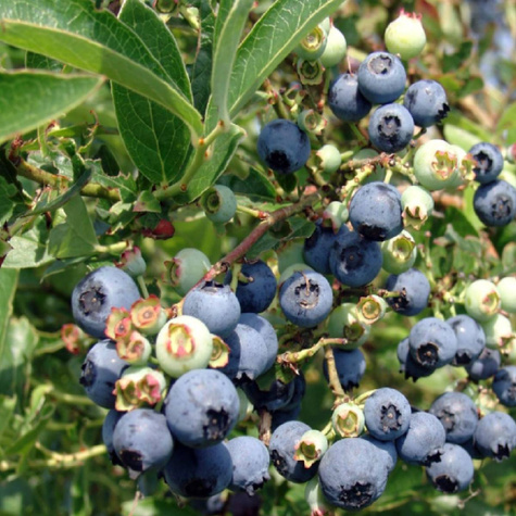 Borówka amerykańska niska Northblue (C2)