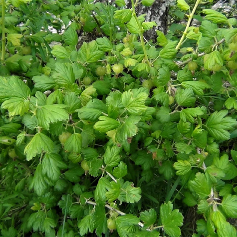 Agrest biały Hinnonmaki Gron w doniczce