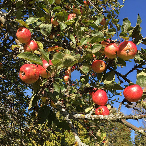 Jabłoń Delicates w doniczce