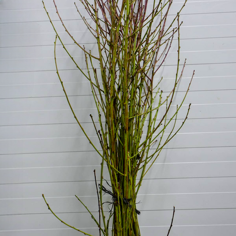 Brzoskwinia typu Harbinger