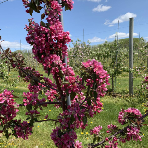 Jabłoń kolumnowa Maypole Balerina START PACK