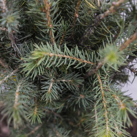 Świerk Glauca srebrny Plant Pack