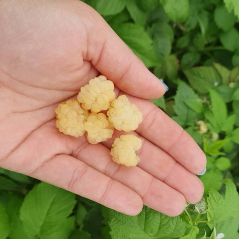 Malina żółta na balkon Summer Lovers Patio Gold w doniczce