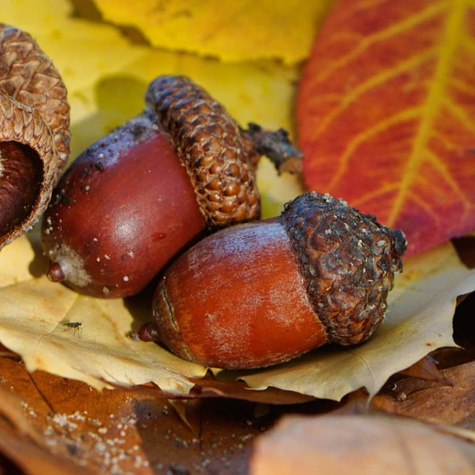 Dąb czerwony Plant Pack