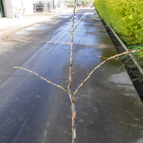 Agrest czerwony Rokula na pniu START PACK