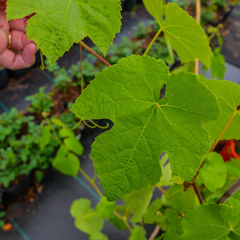 Winorośl winogrona Buffalo (C2)