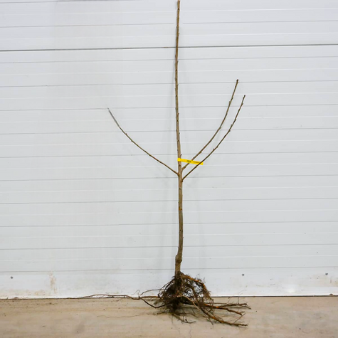 Czereśnia Bawole serca START PACK