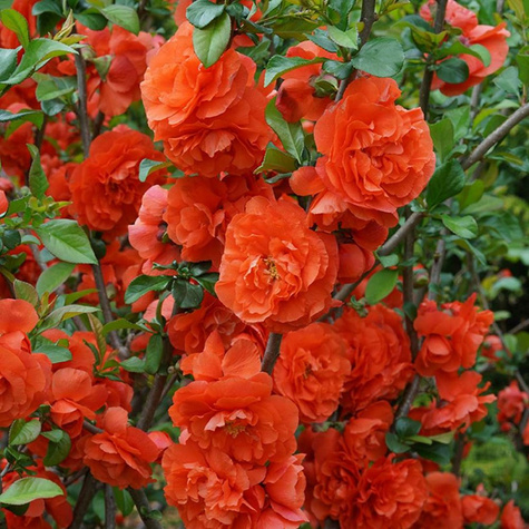 Pigwowiec okazały Orange Storm (C2)