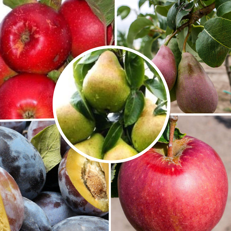 Zestaw Drzewek Owocowanie Wrzesień Październik Plant Pack