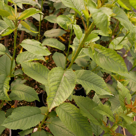 Czereśnia Skeena w doniczce (C2)