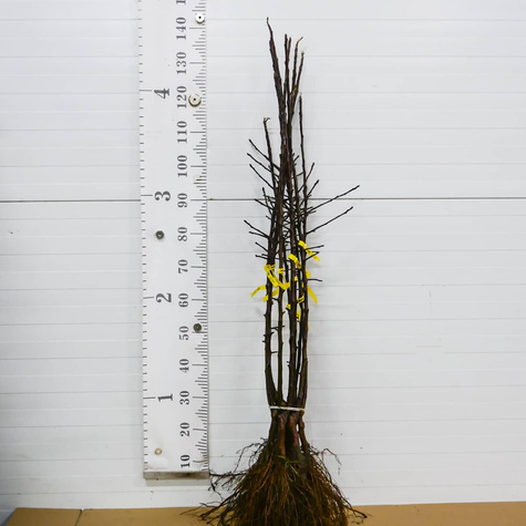 Jabłoń typu Dark Rubin START PACK