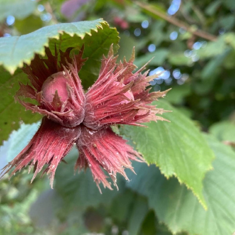 Orzech laskowy Krystyna START PACK