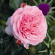 Róża rabatowa Mariatheresia różowa