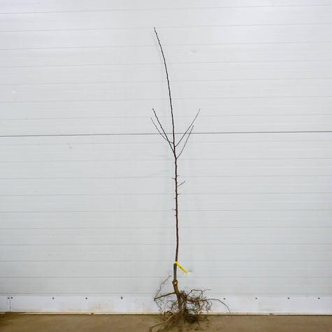 Morela Harcot START PACK