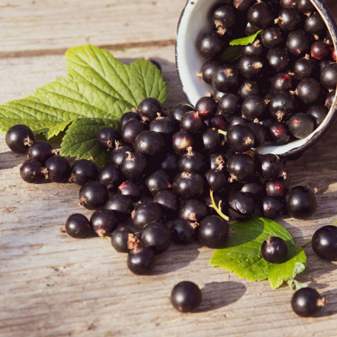 Porzeczka czarna Ben Connan na pniu w doniczce