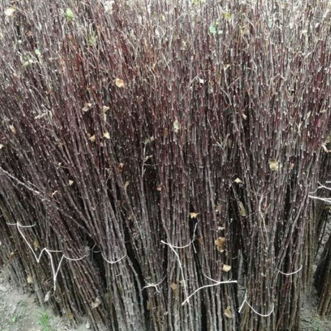 Podkładka Jabłoni P60 Półkarłowa Plant Pack