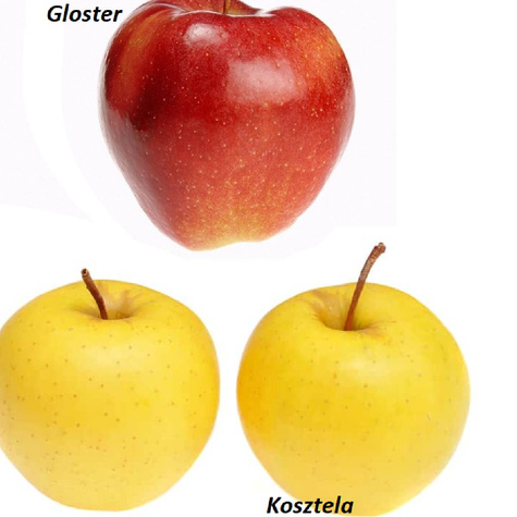 Duo Jabłoń Kosztela + Gloster START PACK