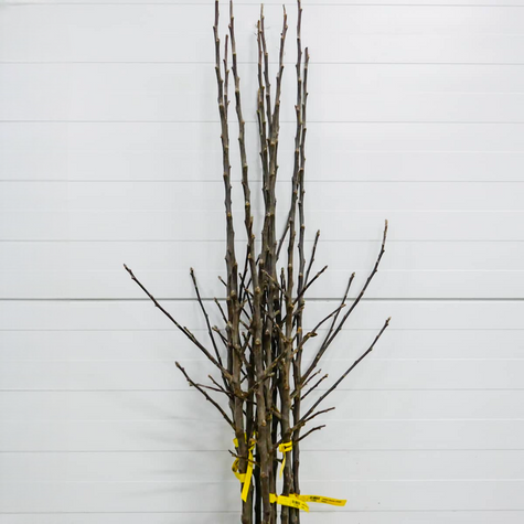 Jabłoń Gala START PACK