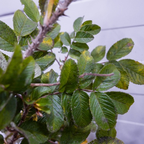 Róża pomarszczona na dżemy Plant Pack