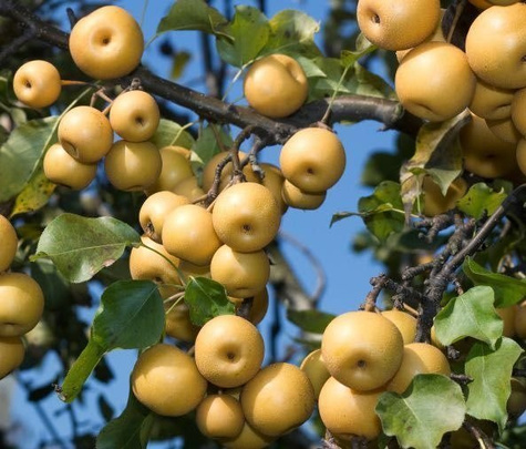 Grusza azjatycka Hosui w doniczce