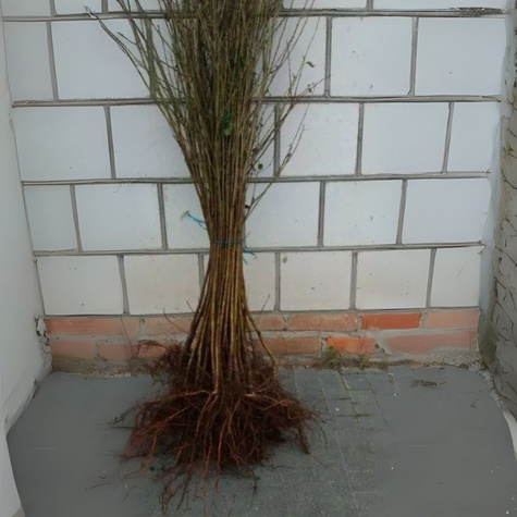 Podkładka Czereśni I Wiśni Czereśnia Ptasia Silnie Rosnąca Plant Pack