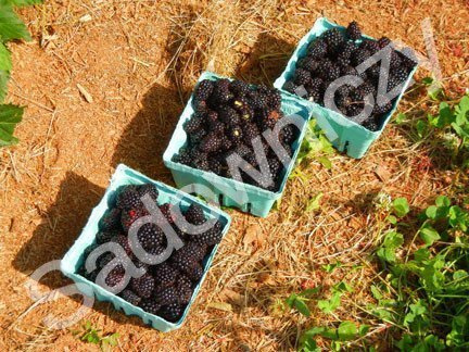 Jeżyna czarna w doniczce