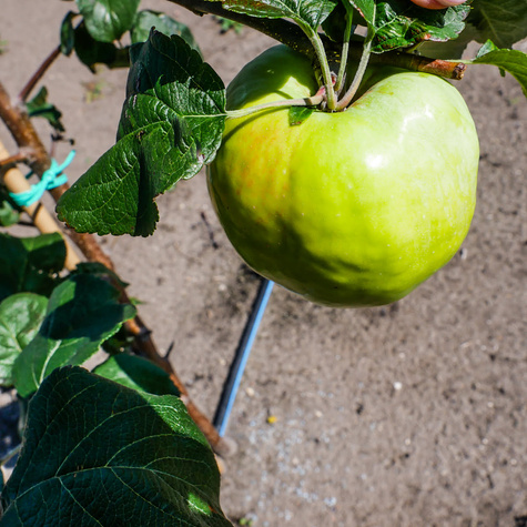 Jabłoń Antonówka Biała Śmietankowa Półtorafuntowa START PACK