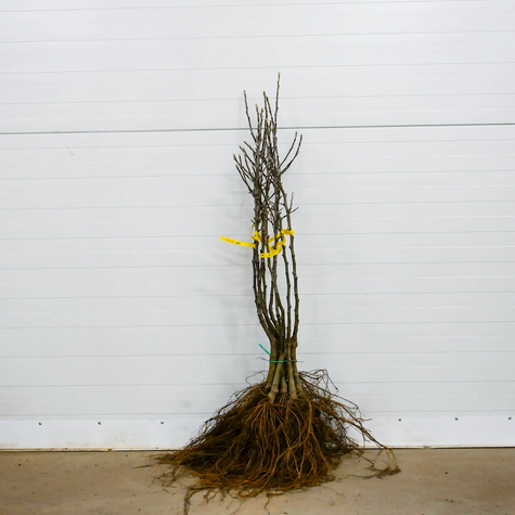 Jabłoń Celesta mrozoodporna