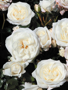 Róża okrywowa Alabaster biała balot