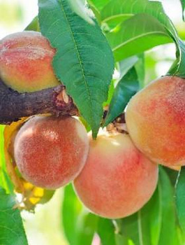 Brzoskwinia Sunhaven START PACK