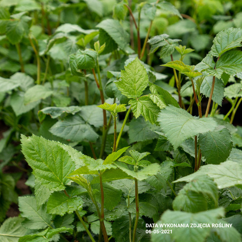 Jeżyna wielkoowocowa bezkolcowa NAVAHO
