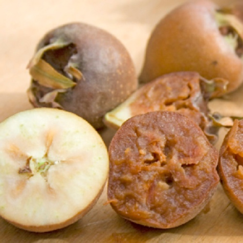 Nieszpułka zwyczajna balot