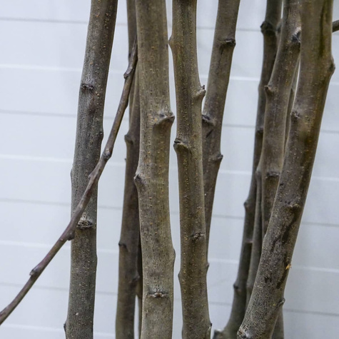 Śliwa japońska czarna START PACK