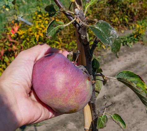Jabłoń Red Cortland START PACK