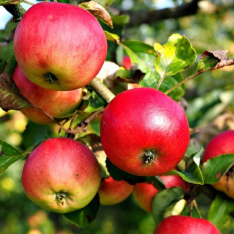 Półkarłowa Jabłoń James Grieve Parchoodporna START PACK