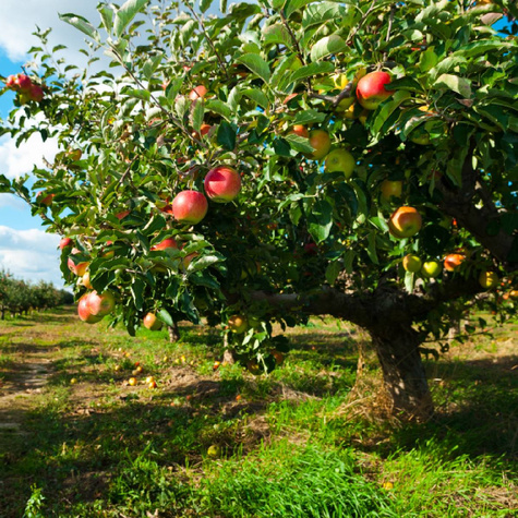 Jabłoń Rajka w doniczce