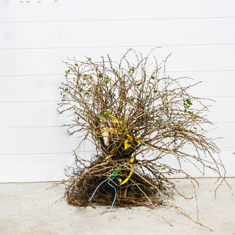 Agrest biały Puszkińskij START PACK