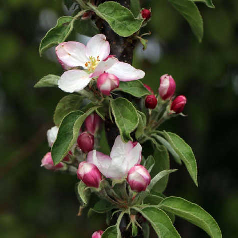 Jabłoń kolumnowa Waltz START PACK